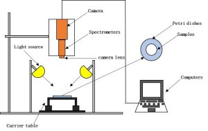 Visualization of lamb adulteration based on hyperspectral imaging(초분광 이미징 기술 기반 양고기 혼입의 시각화)
