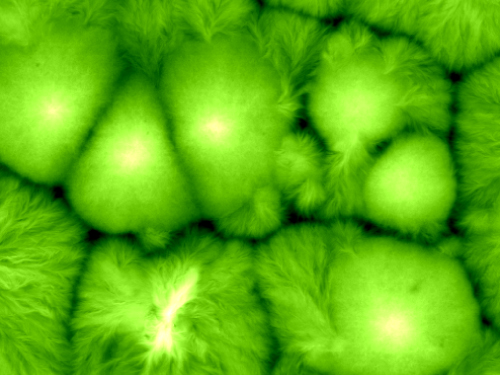 Polyvinylidene Fluoride - True Non-Contact Mode